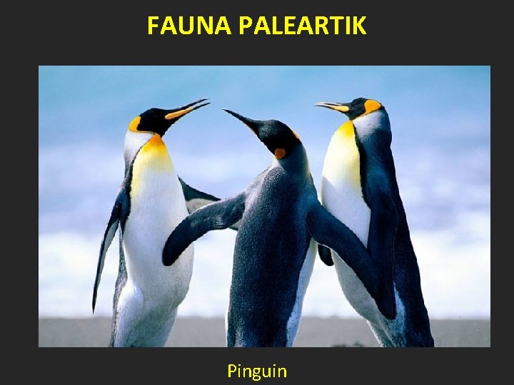 FAUNA PALEARTIK Pinguin 