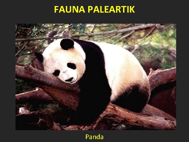 FAUNA PALEARTIK Panda 