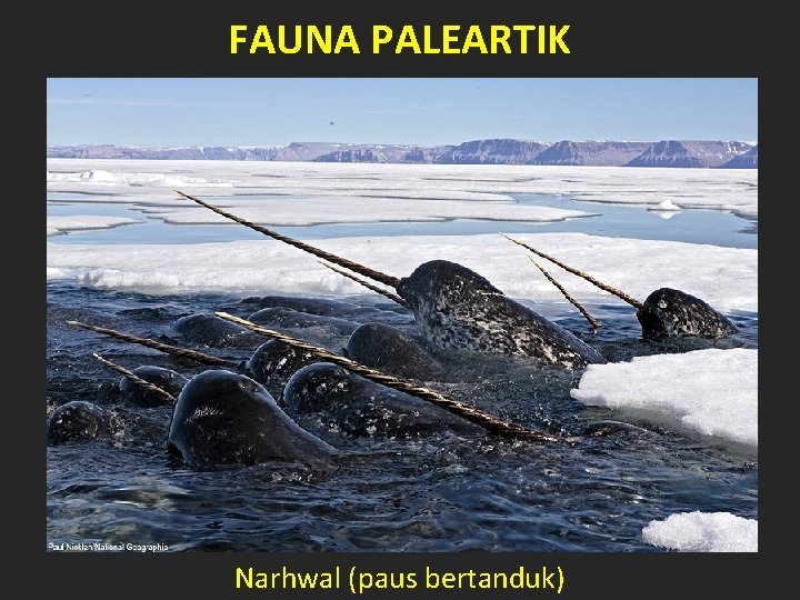 FAUNA PALEARTIK Narhwal (paus bertanduk) 