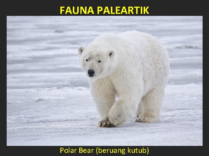 FAUNA PALEARTIK Polar Bear (beruang kutub) 