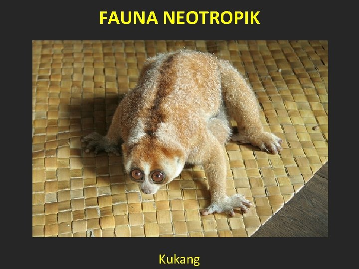 FAUNA NEOTROPIK Kukang 