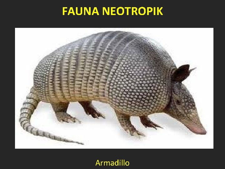 FAUNA NEOTROPIK Armadillo 