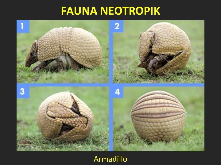 FAUNA NEOTROPIK Armadillo 