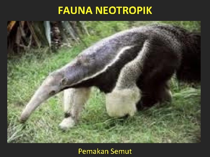 FAUNA NEOTROPIK Pemakan Semut 