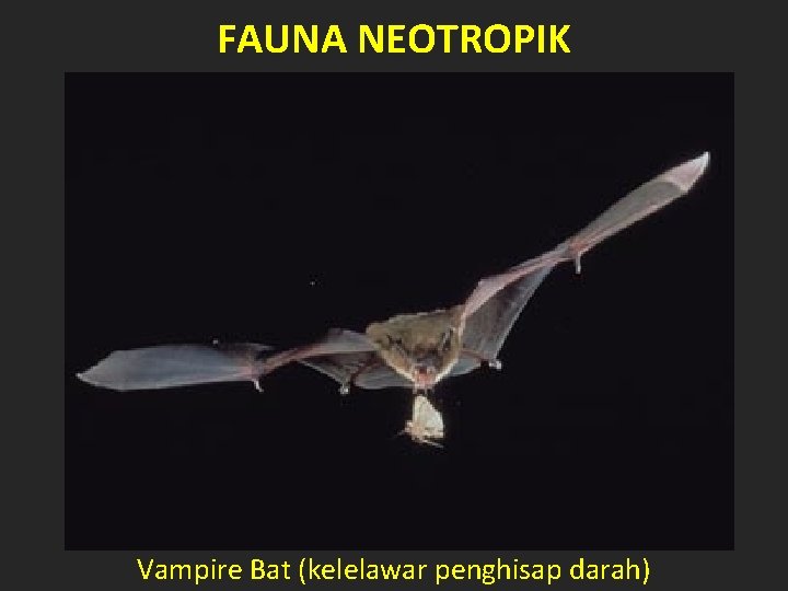 FAUNA NEOTROPIK Vampire Bat (kelelawar penghisap darah) 