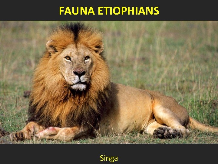 FAUNA ETIOPHIANS Singa 