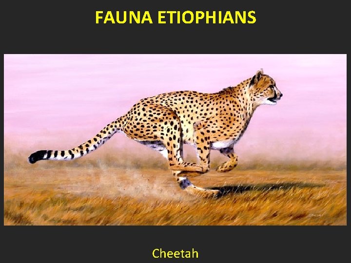 FAUNA ETIOPHIANS Cheetah 