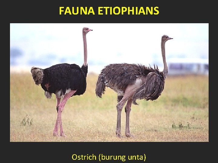 FAUNA ETIOPHIANS Ostrich (burung unta) 