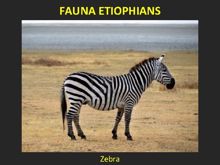 FAUNA ETIOPHIANS Zebra 