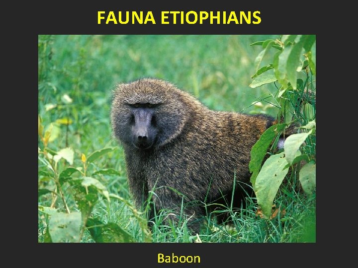 FAUNA ETIOPHIANS Baboon 