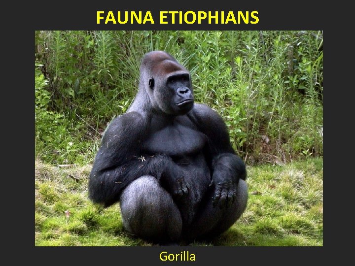 FAUNA ETIOPHIANS Gorilla 