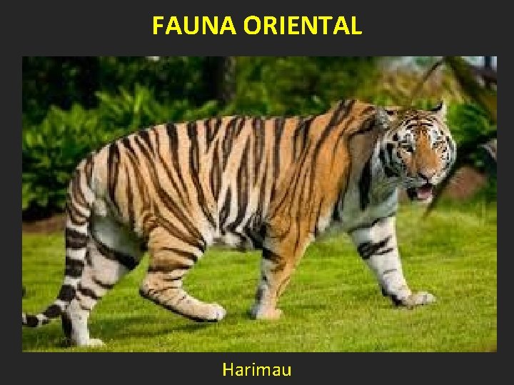 FAUNA ORIENTAL Harimau 