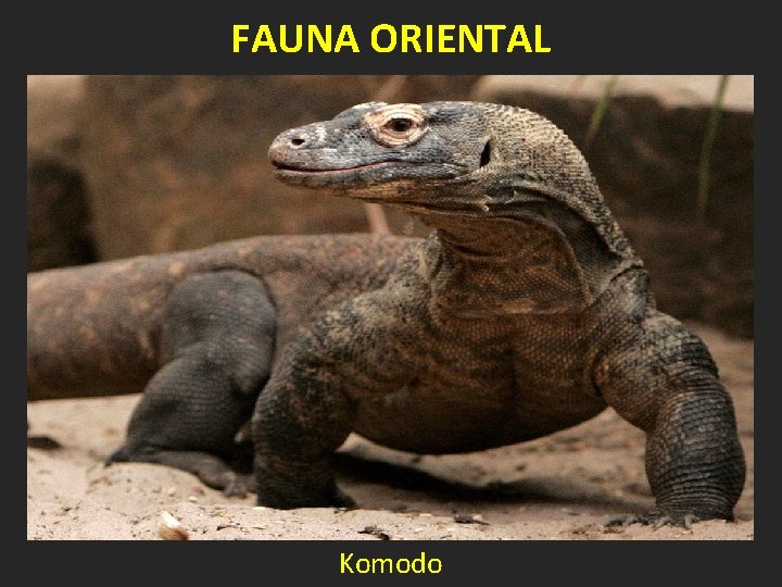 FAUNA ORIENTAL Komodo 