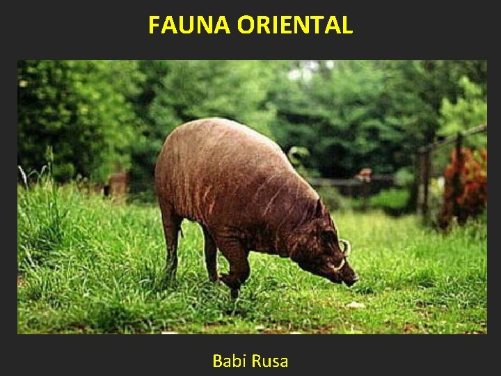 FAUNA ORIENTAL Babi Rusa 