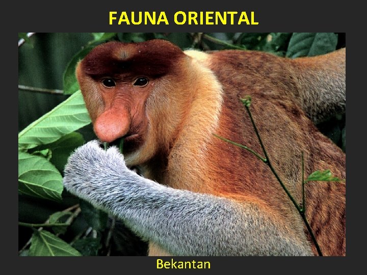 FAUNA ORIENTAL Bekantan 