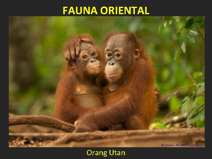 FAUNA ORIENTAL Orang Utan 