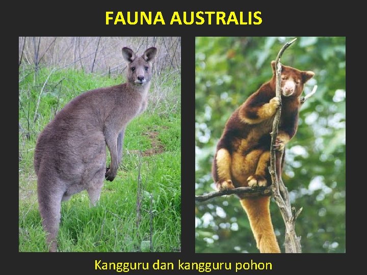 FAUNA AUSTRALIS Kangguru dan kangguru pohon 