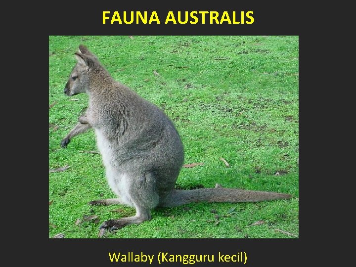 FAUNA AUSTRALIS Wallaby (Kangguru kecil) 