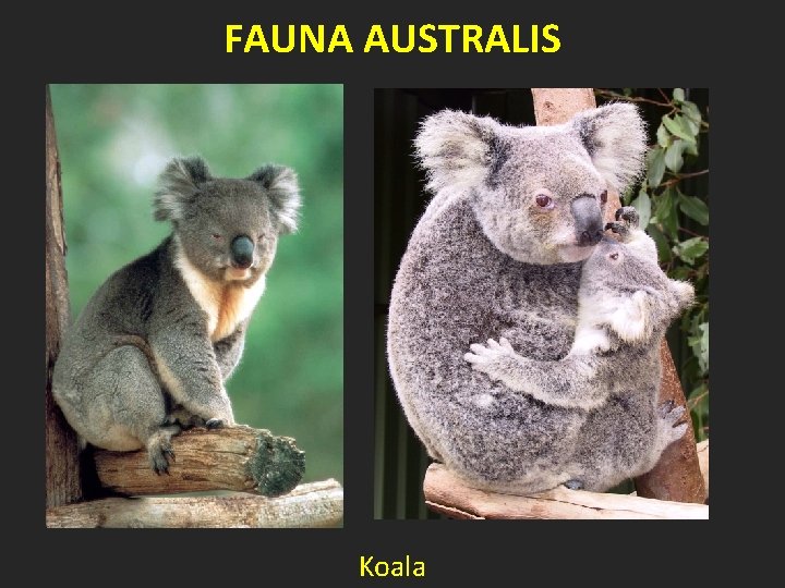 FAUNA AUSTRALIS Koala 