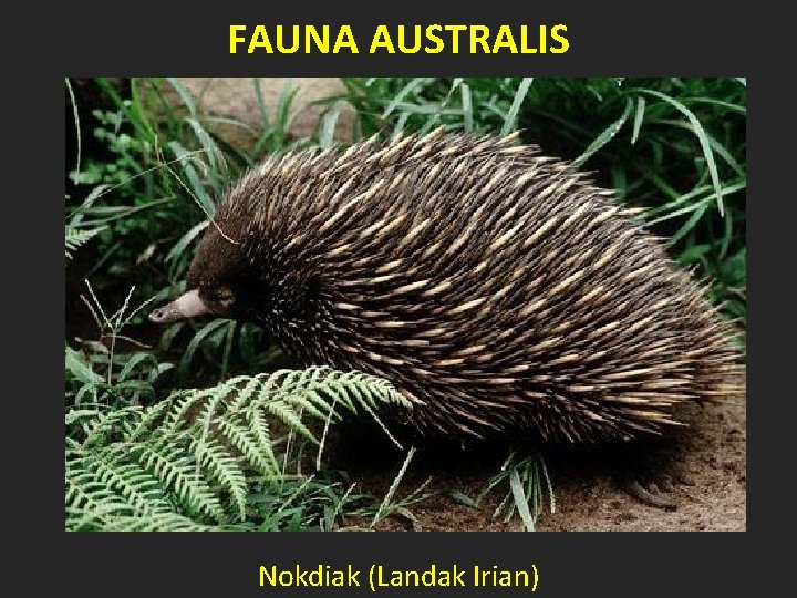 FAUNA AUSTRALIS Nokdiak (Landak Irian) 