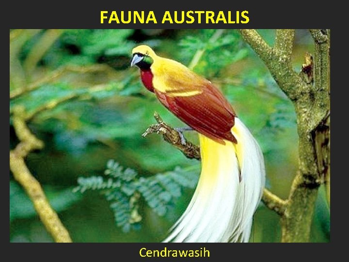FAUNA AUSTRALIS Cendrawasih 