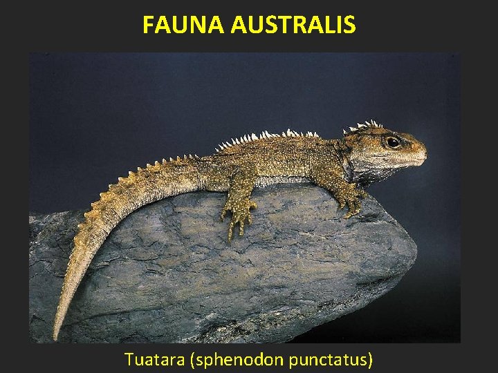 FAUNA AUSTRALIS Tuatara (sphenodon punctatus) 