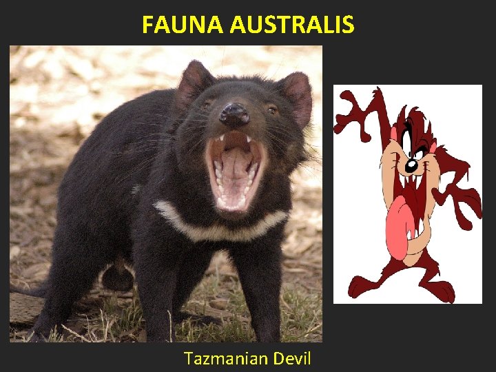 FAUNA AUSTRALIS Tazmanian Devil 