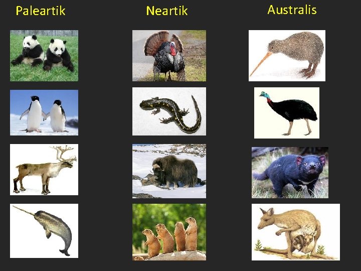 Paleartik Neartik Australis 