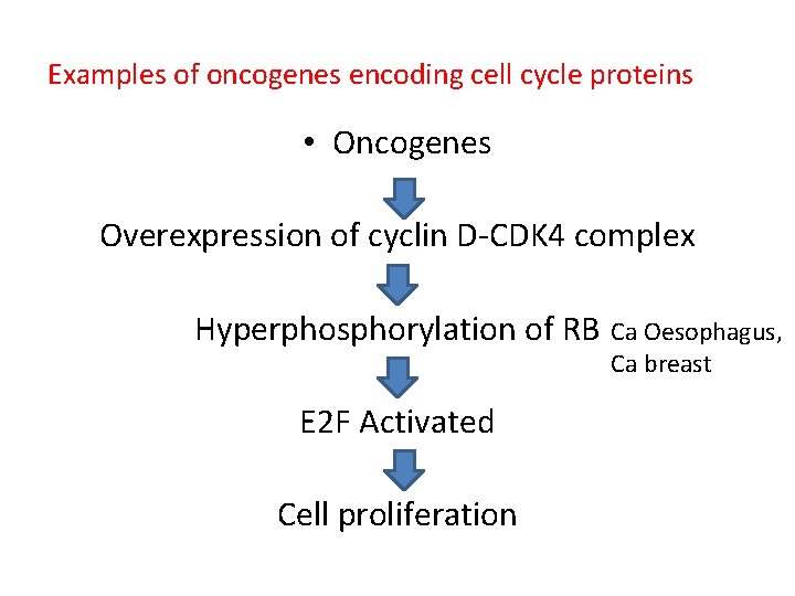 Examples of oncogenes encoding cell cycle proteins • Oncogenes Overexpression of cyclin D-CDK 4