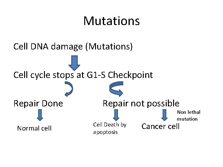 Mutations Cell DNA damage (Mutations) Cell cycle stops at G 1 -S Checkpoint Repair