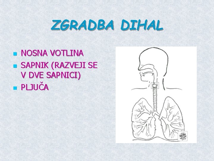 ZGRADBA DIHAL n n n NOSNA VOTLINA SAPNIK (RAZVEJI SE V DVE SAPNICI) PLJUČA