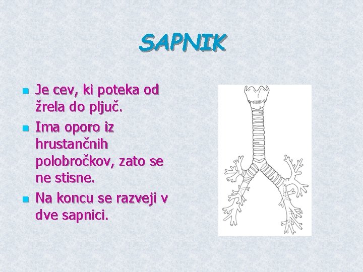 SAPNIK n n n Je cev, ki poteka od žrela do pljuč. Ima oporo