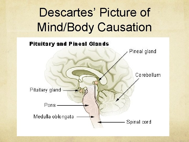 Descartes’ Picture of Mind/Body Causation 