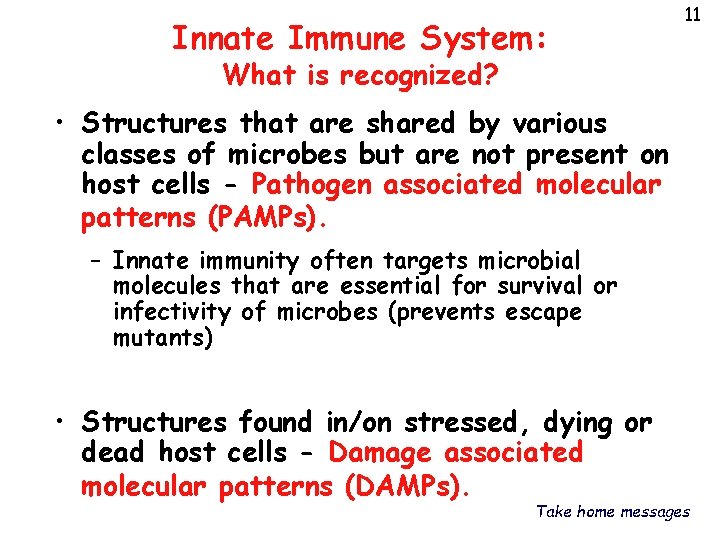 Innate Immune System: 11 What is recognized? • Structures that are shared by various