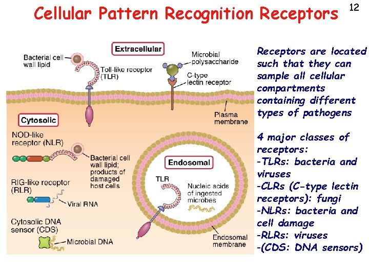 Cellular Pattern Recognition Receptors 12 Receptors are located such that they can sample all