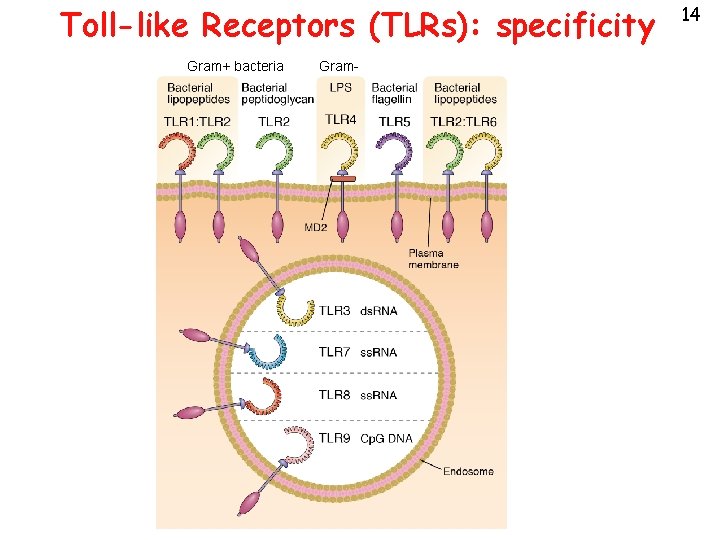 Toll-like Receptors (TLRs): specificity Gram+ bacteria Gram- 14 