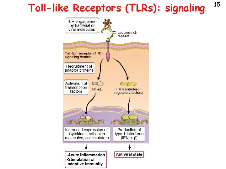 Toll-like Receptors (TLRs): signaling 15 