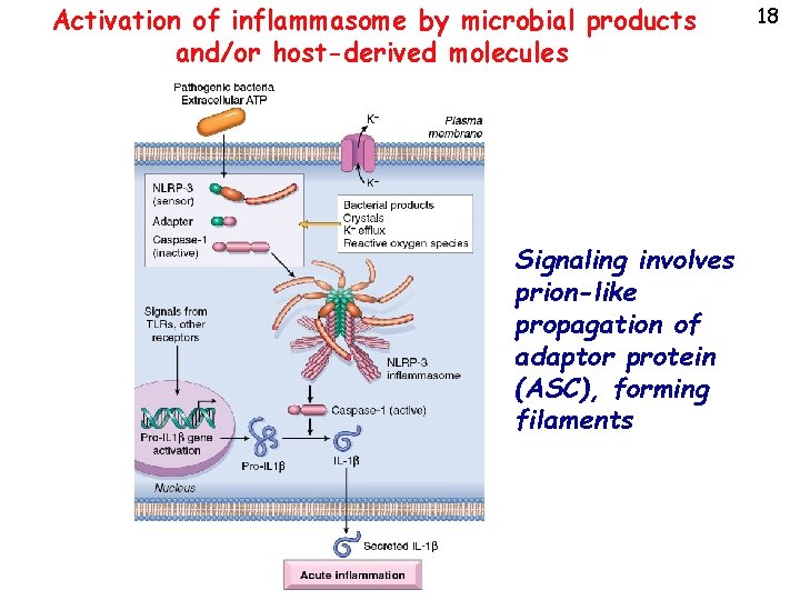 Activation of inflammasome by microbial products and/or host-derived molecules Signaling involves prion-like propagation of