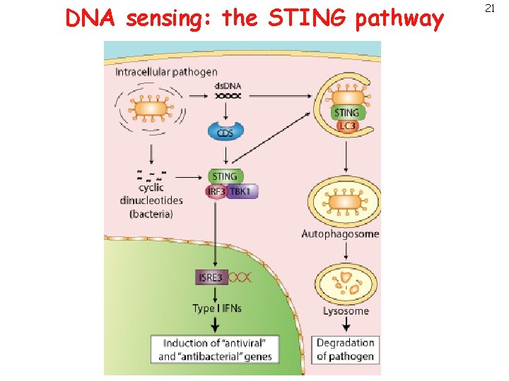 DNA sensing: the STING pathway 21 