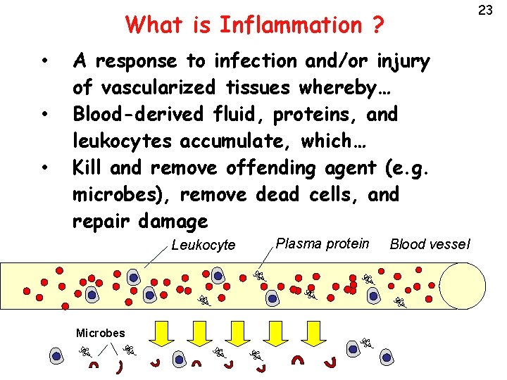 23 What is Inflammation ? • • • A response to infection and/or injury