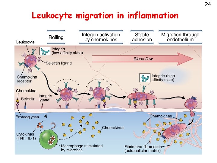 24 Leukocyte migration in inflammation 