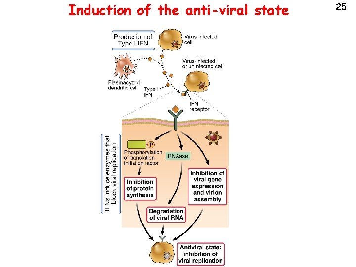 Induction of the anti-viral state 25 