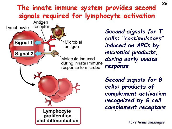 The innate immune system provides second signals required for lymphocyte activation 26 Second signals