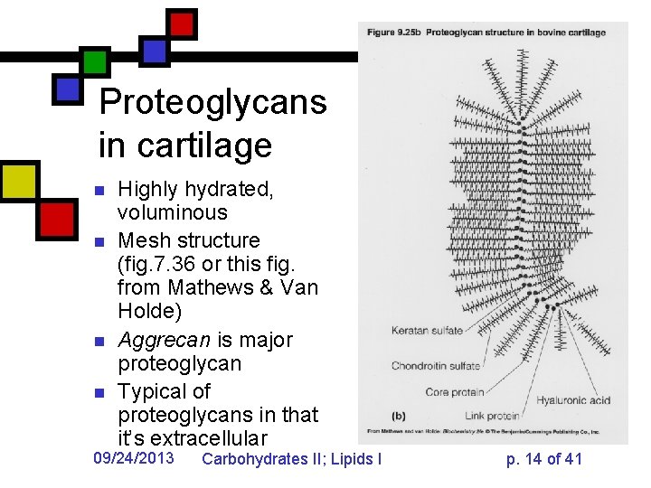 Proteoglycans in cartilage n n Highly hydrated, voluminous Mesh structure (fig. 7. 36 or