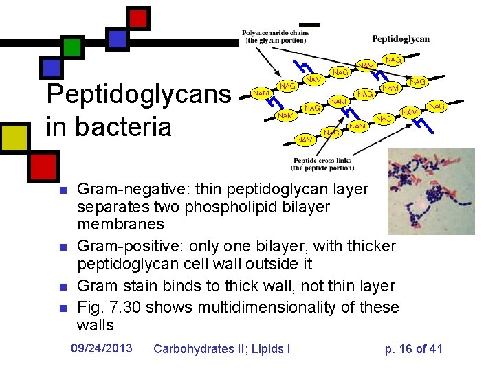 Peptidoglycans in bacteria n n Gram-negative: thin peptidoglycan layer separates two phospholipid bilayer membranes