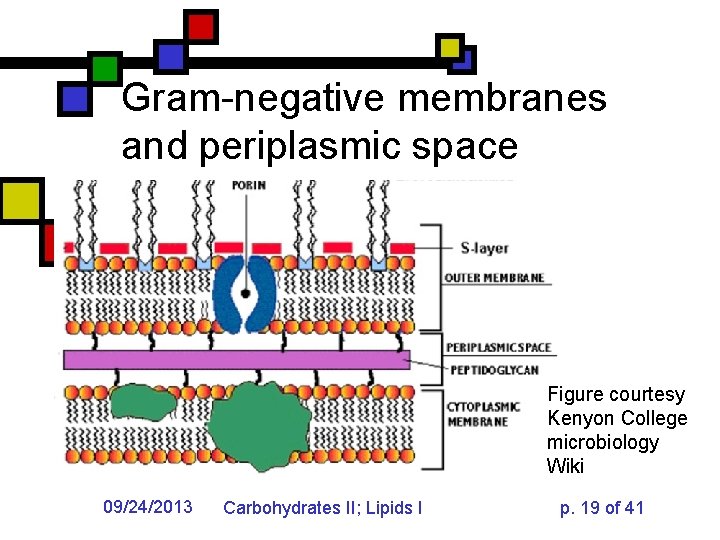 Gram-negative membranes and periplasmic space Figure courtesy Kenyon College microbiology Wiki 09/24/2013 Carbohydrates II;