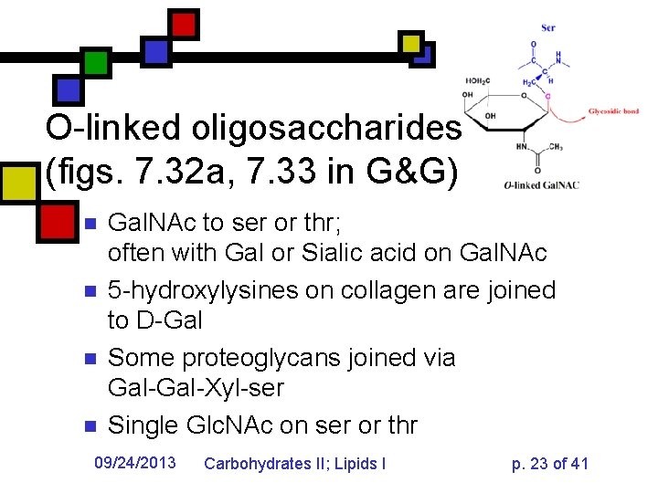 O-linked oligosaccharides (figs. 7. 32 a, 7. 33 in G&G) n n Gal. NAc