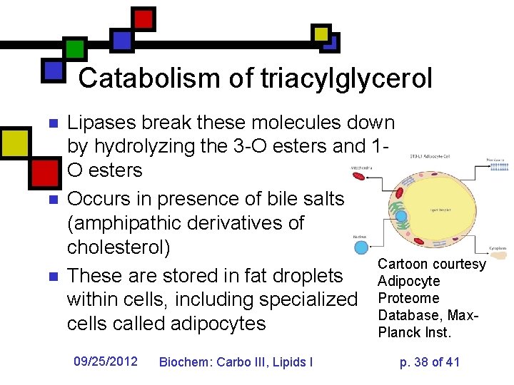 Catabolism of triacylglycerol n n n Lipases break these molecules down by hydrolyzing the