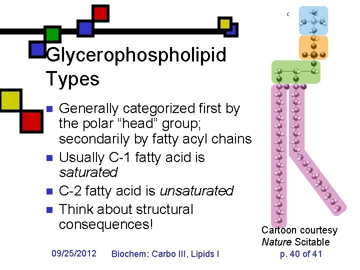 Glycerophospholipid Types n n Generally categorized first by the polar “head” group; secondarily by