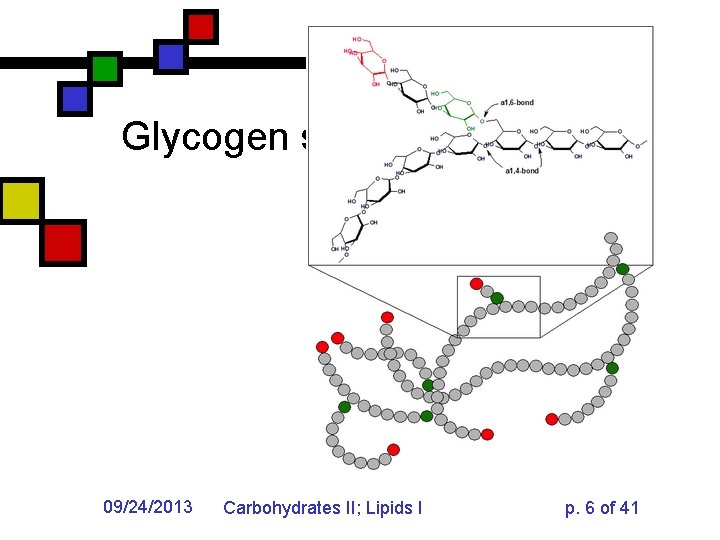 Glycogen structure 09/24/2013 Carbohydrates II; Lipids I p. 6 of 41 